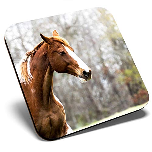 Best 21 Equestrian Equipment | Bar Coasters