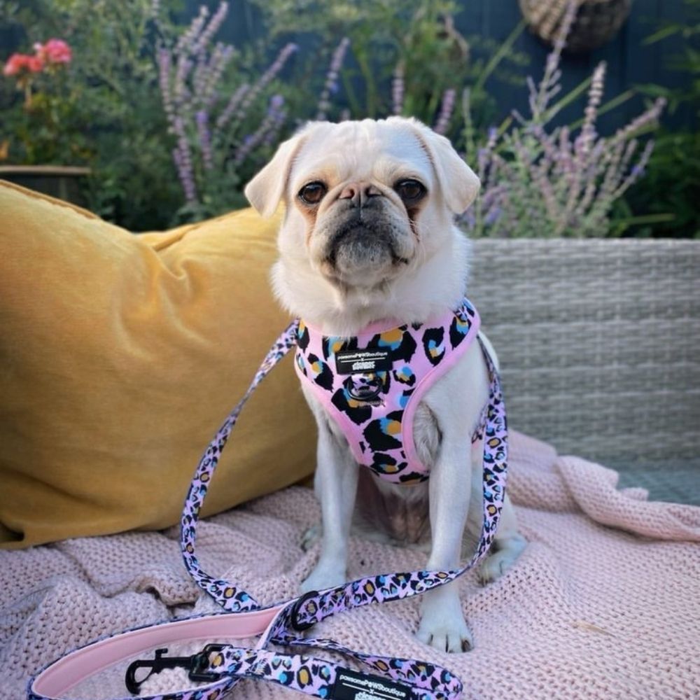 Christmas gift guide: for pets